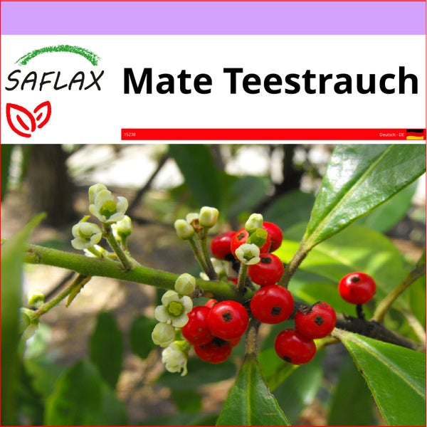 SAFLAX  - Mate Teestrauch - Ilex paraguariensis - 10 Samen