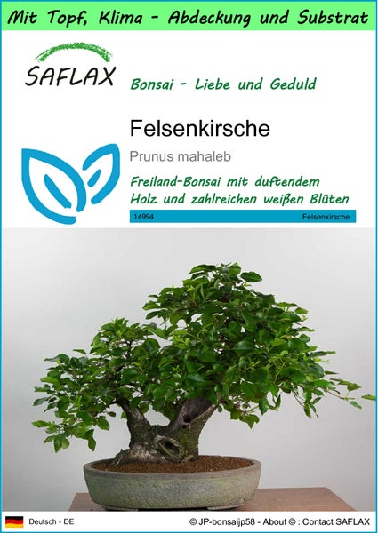 SAFLAX Garden to go - Felsenkirsche - Prunus mahaleb - 30 Samen - Mit Topf, Klima - Deckel und Anzuchtsubstrat