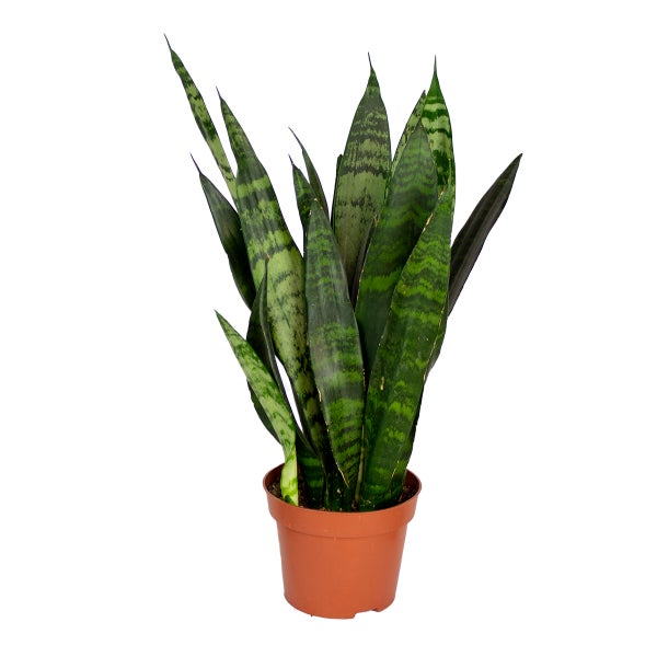 Sansevieria 'Black Coral' pro Action | Zimmerpflanze im Grower's Pot ⌀12 cm - ↕30-40 cm