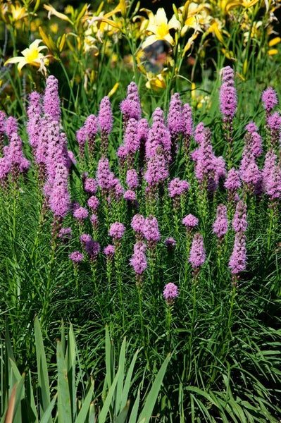 Liatris spicata 'Kobold', Prachtscharte, violett, ca. 9x9 cm Topf