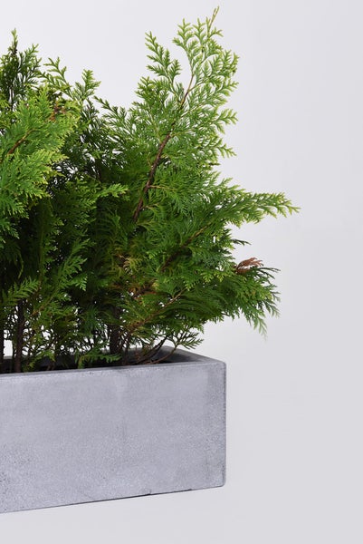 Grüne Thuja in einem rechteckigen grauen Pflanzkasten in Betonoptik.