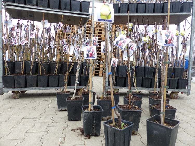 Feigenbaum 100 cm Obstbaum winterhart Ficus Carica, Feige, Obst