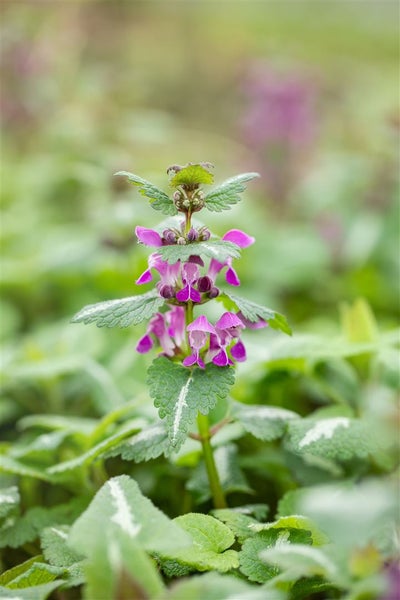 Lamium maculatum 'Chequers', Gefleckte Taubnessel, rosa, ca. 9x9 cm Topf