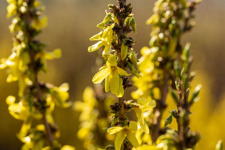 Forsythia intermedia 'Mikador', Forsythie, gelb, 40–60 cm