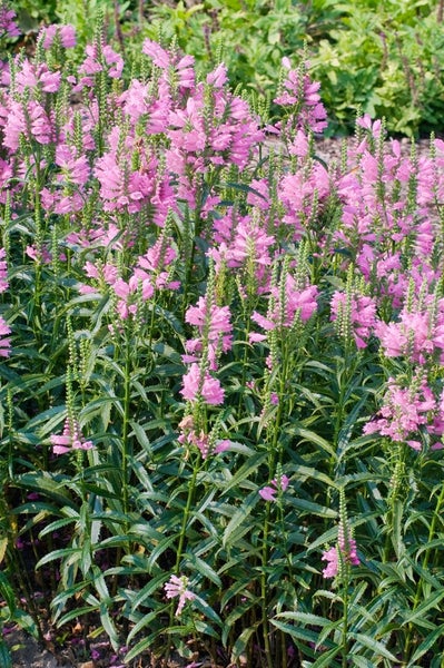 Physostegia virginiana 'Bouquet Rose', rosa, ca. 9x9 cm Topf