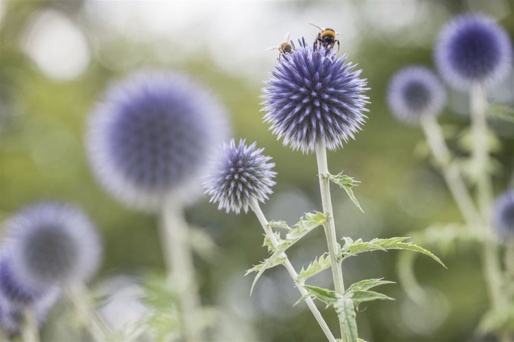 Echinops ritro, Kugeldistel, stahlblau, ca. 9x9 cm Topf