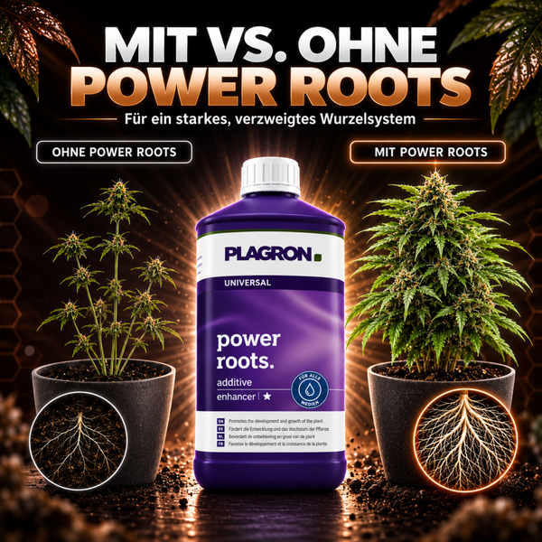 Plagron Power Roots Pflanzenwurzelstimulator in einer Flasche, Vergleich der Pflanzenentwicklung mit und ohne Anwendung des Wurzelzusatzes.