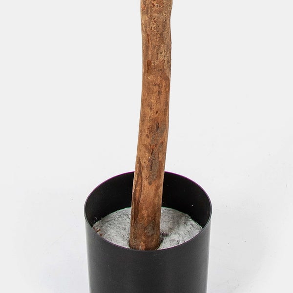 Nahaufnahme eines Holzstammes in einem schwarzen zylindrischen Topf mit grauer Füllung.