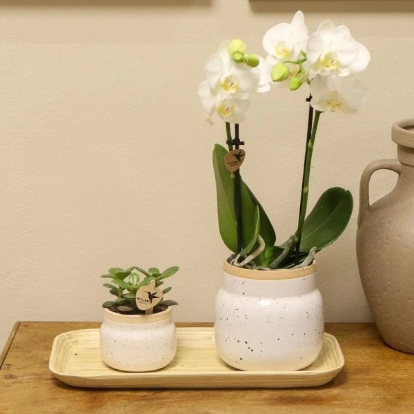 Übertopf Vintage Bowl - Keramik im Vintage-Look - weiß - passend für 6cm Töpfe