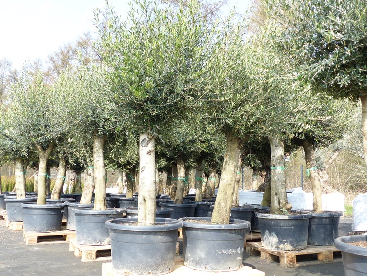 Olivenbaum Olive 60 Jahre 200 - 240 cm, beste Qualität, Stammumfang 40 - 60 cm, winterhart, Olea Europaea