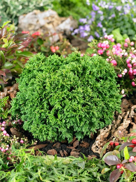 Nahaufnahme eines grünen Zwergbaums im Gartenbeet.