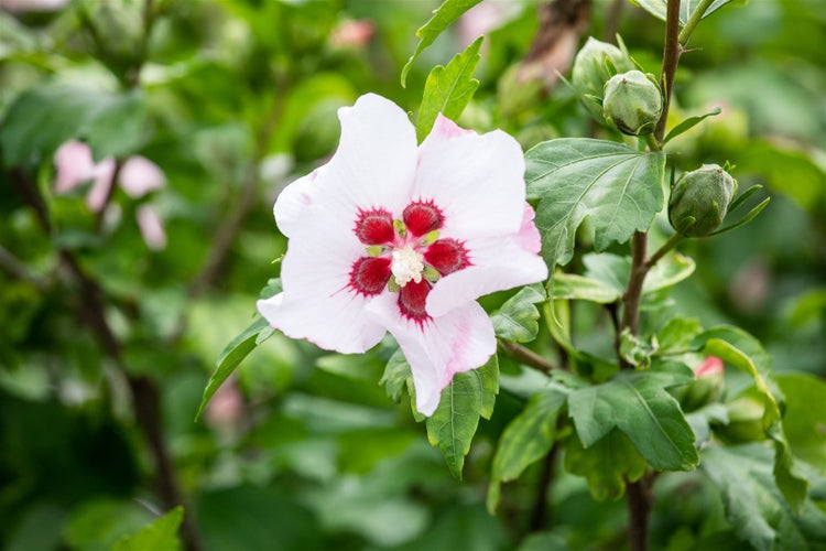 Hibiscus syriacus 'Red Heart', Gartenhibiskus, weiß-rot, 60–80 cm