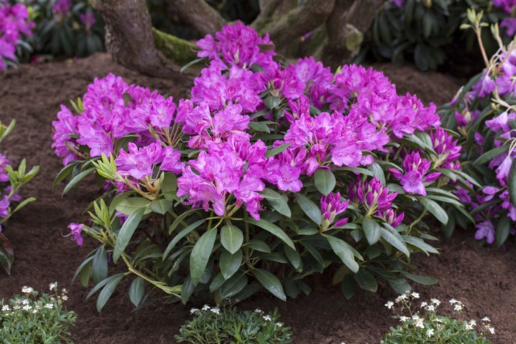 Rhododendronbusch mit lila Blüten im Gartenbeet