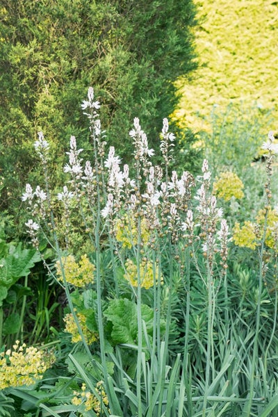 Nahaufnahme von Affodillblüten im Garten