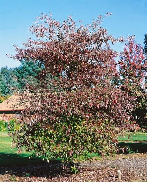 Cornus alternifolia, Pagoden-Hartriegel, 100–125 cm