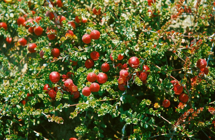 Eine Nahaufnahme einer Preiselbeerpflanze mit vielen reifen roten Beeren zwischen kleinen grünen Blättern.
