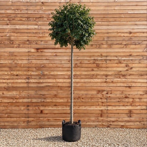 Ein kleiner Baum mit kugelförmiger Krone in einem Pflanzkübel aus schwarzem Kunststoff vor einer Holzwand.