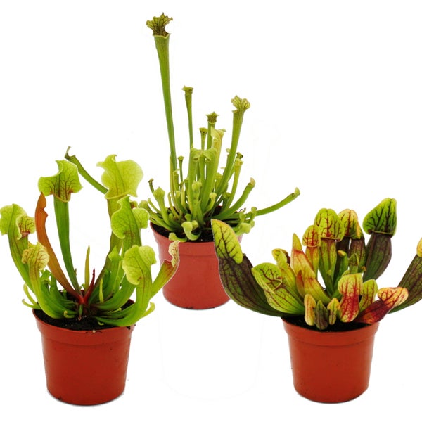 Schlauchpflanzen-Trio 3 verschiedene Sarracenia-Pflanzen im Set Fleischfressende Pflanzen 9cm Topf