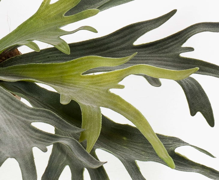 Geweihfarn Platycerium bifurcatum im Pflanztopf mit breiten grünen Blättern.