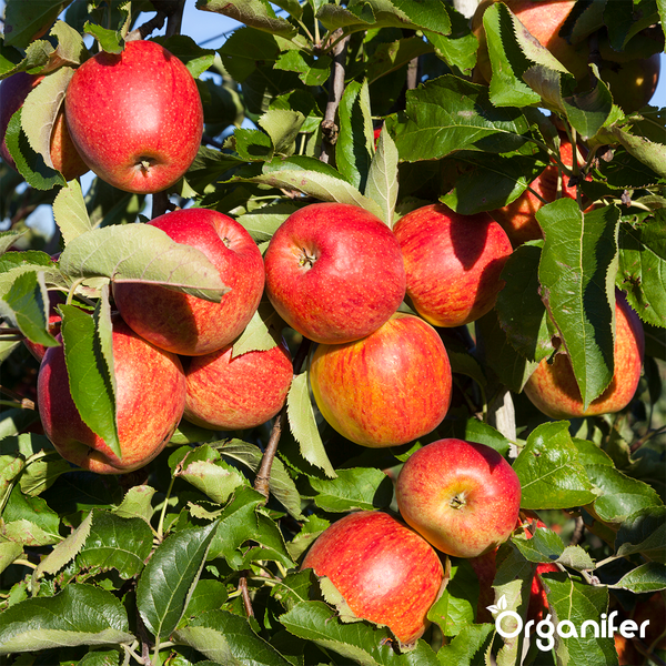 Apfelbaum mit reifen Äpfeln an den Ästen
