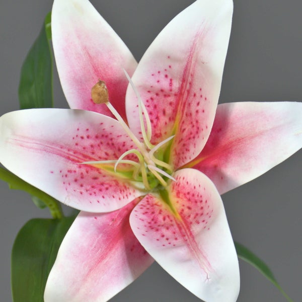 Detailansicht einer Lilienknospe neben einer voll entwickelten Lilienblüte.