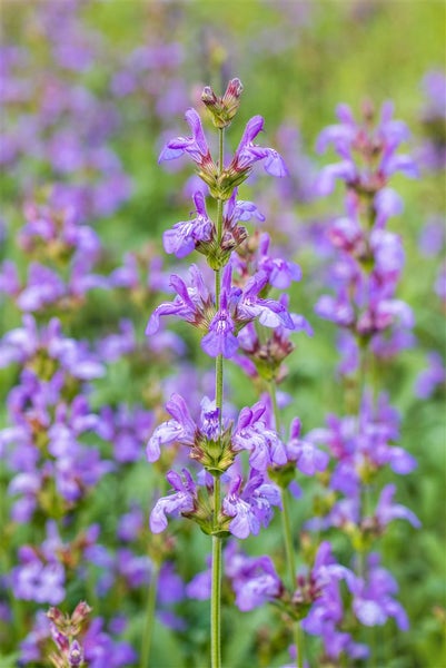 Salvia officinalis 'Grete Stölzle', Salbei, aromatisch, ca. 9x9 cm Topf