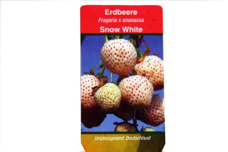 Erdbeerpflanze Fragaria x ananassa Snow White mit grünen Blättern im Kunststofftopf mit Sortenschild.