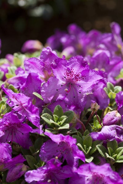 Rhododendron keleticum, Zwerg-Rhododendron, lila Blüten, 15–20 cm