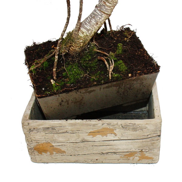 Bonsai fürs Zimmer - in moderner Trendkeramik - Zimmerbonsai Ficus - 8 Jahre alt - Holzoptik