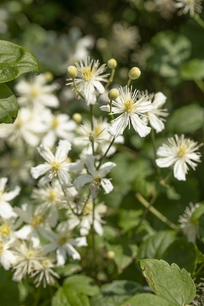 Clematis flammula, Duft-Waldrebe, weiß, 60–100 cm