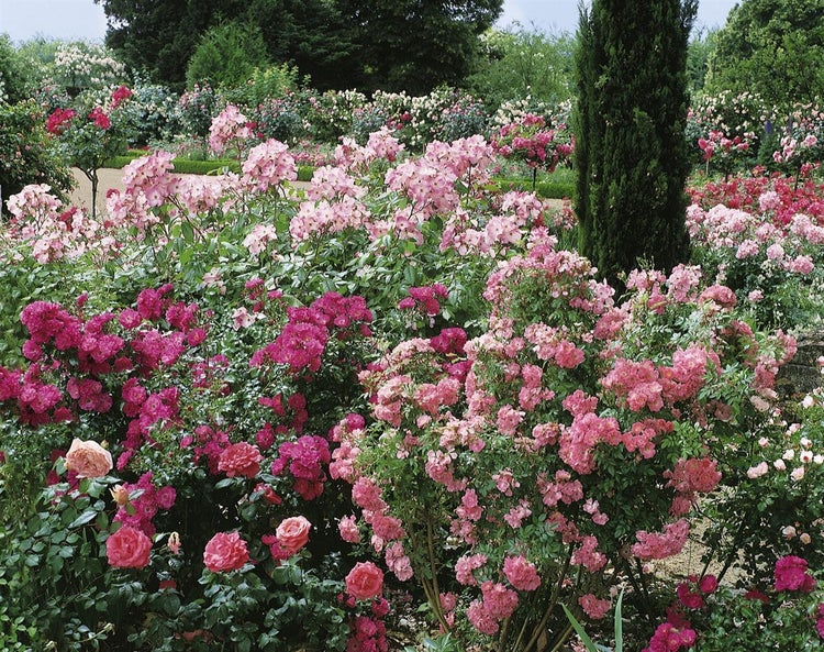 Rosa 'Chorus', Rose, leuchtend orange, 3-5 Liter Container