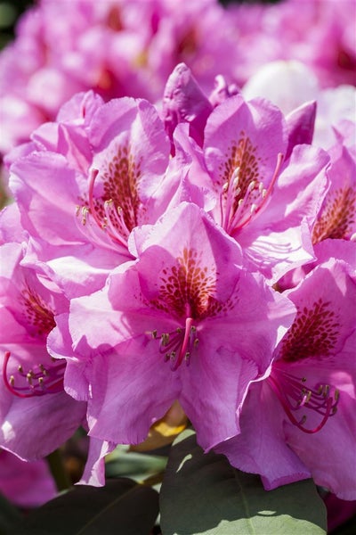 Nahaufnahme einer rosa Rhododendronblüte