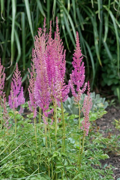 Astilbe chinensis var. taquetii 'Superba', rosa Blüten, ca. 9x9 cm Topf