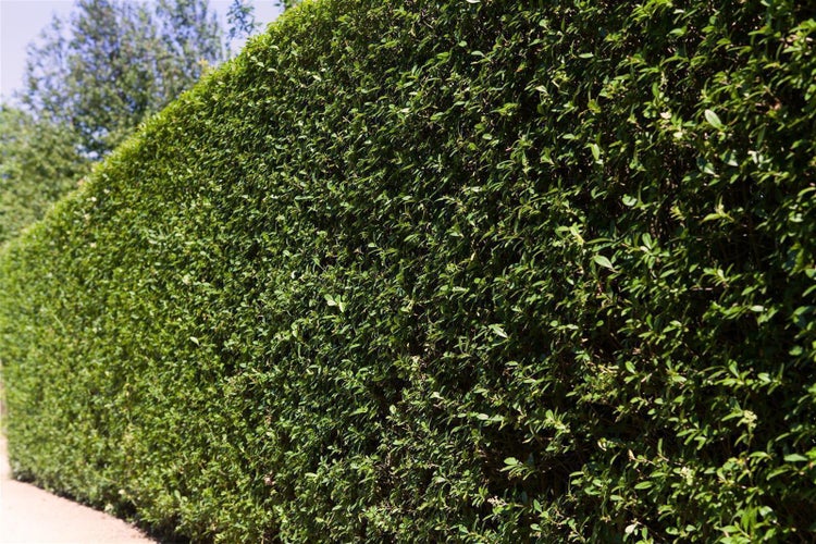 Ligustrum ovalifolium, Ovalblättriger Liguster, 20–30 cm