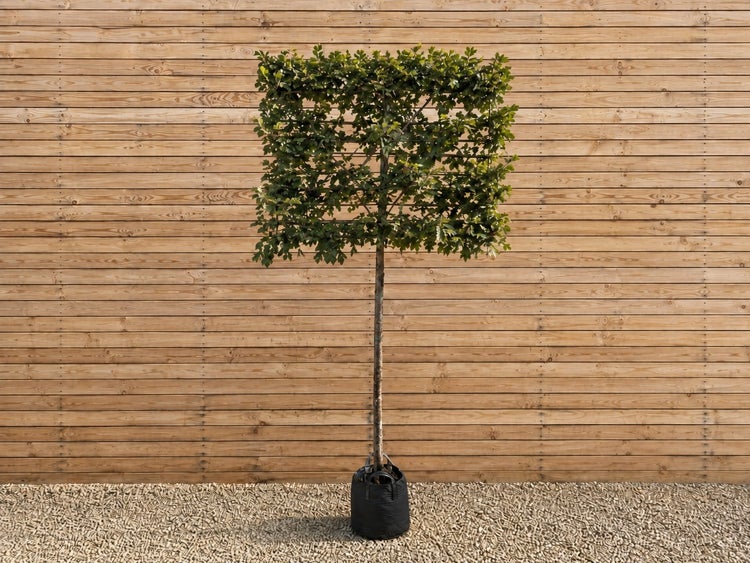 Eine Hainbuche als Formgehölz mit quadratisch geschnittener Krone im Pflanzcontainer vor einer Holzwand.
