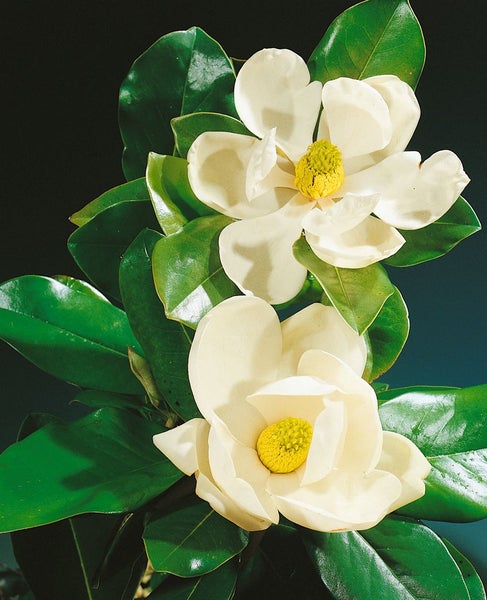 Zwei blühende Magnolienblüten mit grünen Blättern als Gartenpflanze