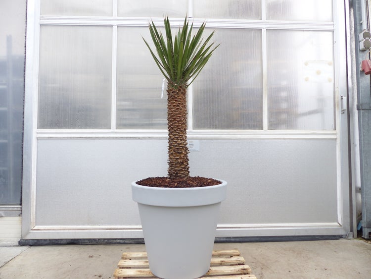 Yucca Filifera, 150 cm Stamm 58 cm Tambasi Yucca, winterhart -13 Grad