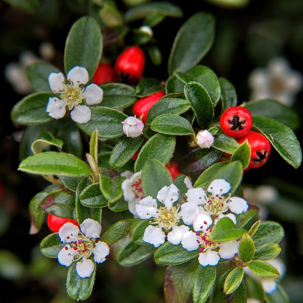 Bodendecker - Kriechmispel - Teppichmispel - Cotoneaster dammeri 'Major' - 9cm Topf - Set mit 6 Pflanzen