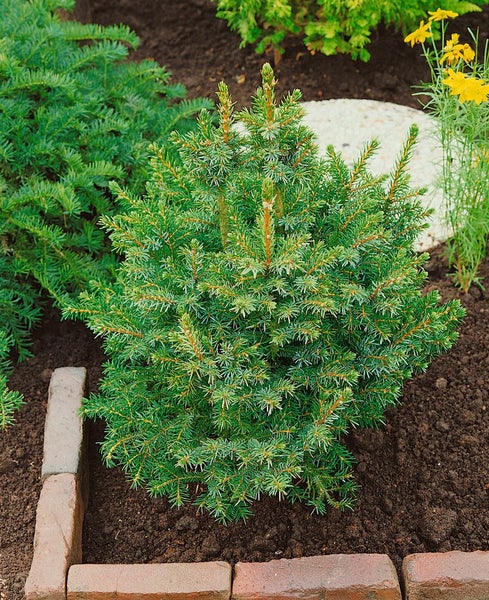 Zwerg-Fichte im Gartenbeet