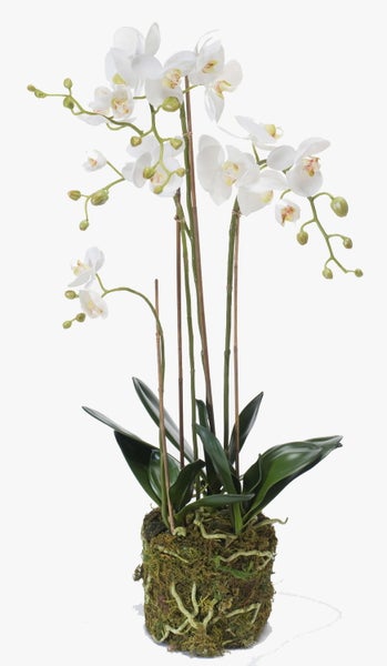 Nahaufnahme einer Orchidee mit grünen Blättern, braunen Stützstäben und Wurzeln in einem Moosballen.