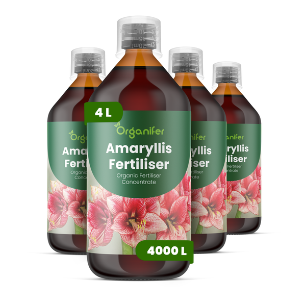 Organifer Amaryllis Dünger, organisches Flüssigdünger-Konzentrat, 4 Liter Set ausreichend für 4000 Liter Gießwasser.