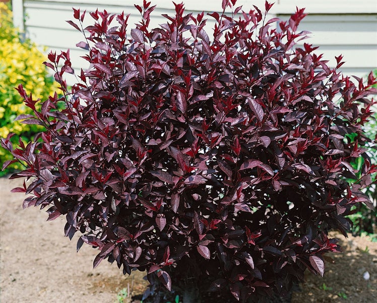Blühender Zierstrauch mit dunklen Blättern für den Garten.