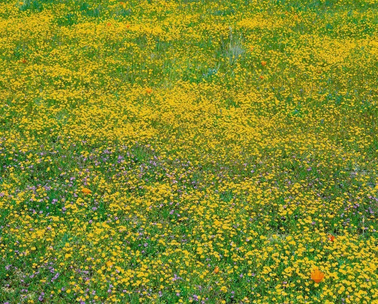 Eine dichte Wildblumenwiese mit vielen kleinen gelben, violetten und orangefarbenen Blüten auf grünem Gras.