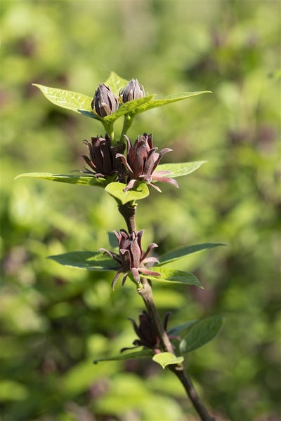 Calycanthus floridus, Gewürzstrauch, aromatisch, 30–40 cm