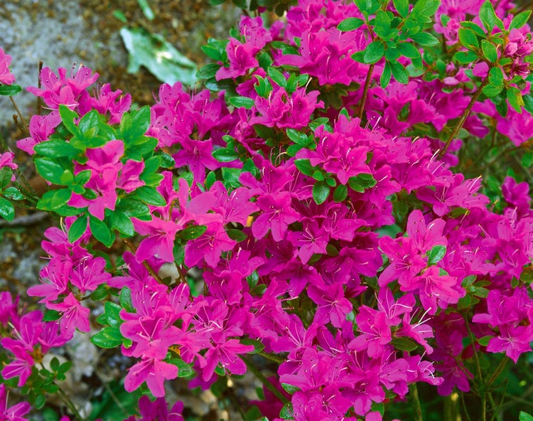 Rhododendron obt. 'Diamant Purpur', Rhododendron, purpur, 15–20 cm