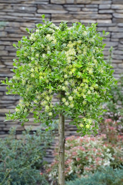 Salix simulatrix, 40 cm Stammhöhe