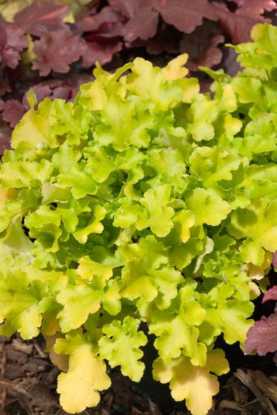 Heuchera micrantha 'Lime Marmalade', Purpurglöckchen, limettengrün, ca. 11x11 cm Topf