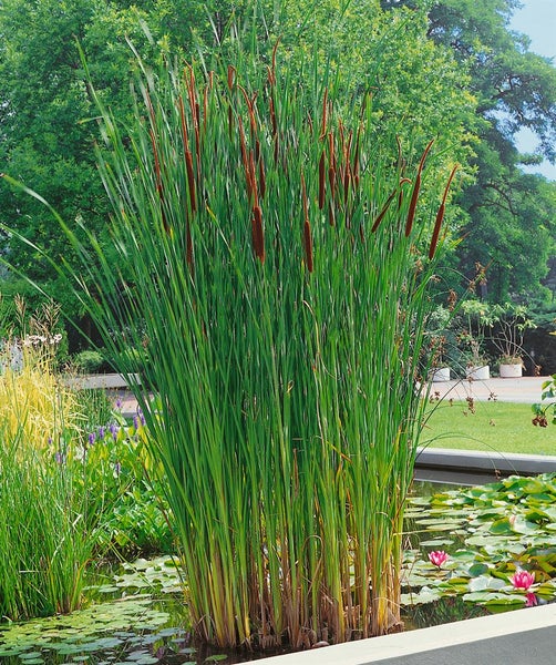 Rohrkolben im Gartenteich mit Seerosen