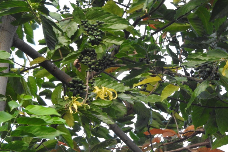 SAFLAX  - Parfumbaum / Ylang Ylang - Cananga odorata - 10 Samen - Mit keimfreiem Anzuchtsubstrat