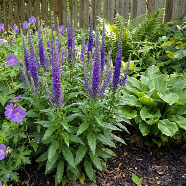 Aufrecht wachsender Ehrenpreis mit violetten Blütenähren in einem Gartenbeet neben Storchschnabel und Funkien vor einem Holzzaun.